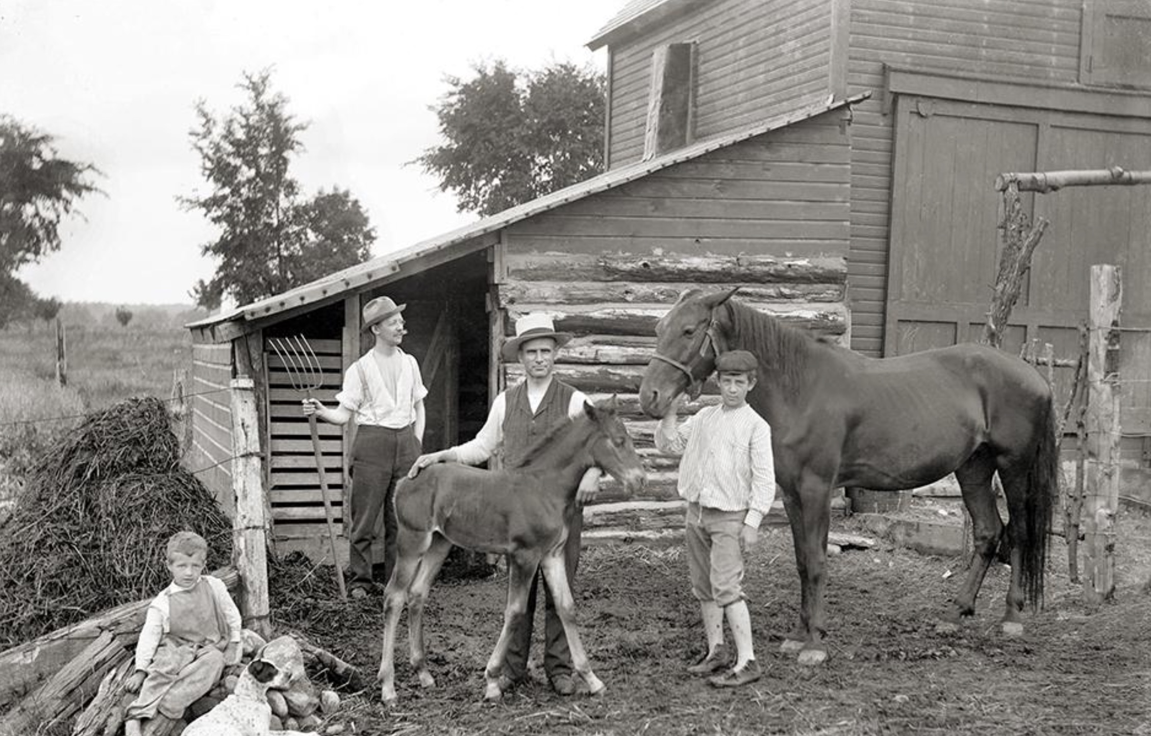 Farm scene. Possibly from Illinois, circa early 1900s. From my glass negative collection. 